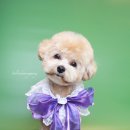 살롱드몽몽 이미지