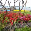 소라면 장척 이미지