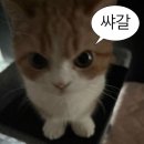 나랑놀개 | 2 - 3 같이 놀 거야 ?