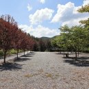 아빠의나무 야영장 이미지