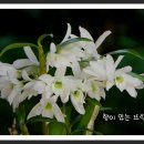 녹희