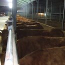 서호목장 이미지