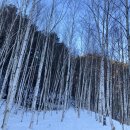 매봉산_숲길(등산)1코스 이미지