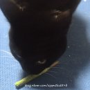 마따마따 | 부산펫쇼, 고양이 스트레스 해소에 좋은 '정글 몬스터 마따캣닢 냥빼로' 솔직 후기