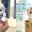 미유펫 강아지분양 고양이분양 부천점 이미지