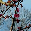 고요한꽃뜰 이미지