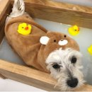 멜로우 그루밍 이미지
