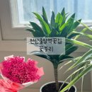 4208 | 안산중앙역꽃집 꽃블리 후기 – 드라코 화분, 풍성하고 신선한 꽃 선물 추천
