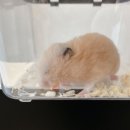 유명동물병원 | 햄스터 눈병, 특수 동물병원 진료비용 후기