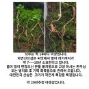 자연산삼20년추정 5뿌리(불치병으로 투병중인 환우님및 병치료후 회복자 에게 전달기다립니다. 이미지