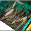 보광시장 이미지