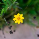 성환천 억새길 | 전동킥보드 추천 이지베이션 타우러스 뉴클래식 3달 타보니..