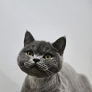 고양이 생활 호텔 이미지