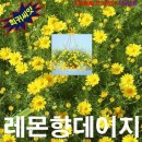 레몬향데이지 이미지