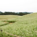 코스모스와 메밀가든 이미지