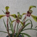 한국춘란 전시회 이미지