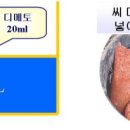 아산마늘