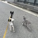 탄탄하개 유치원 이미지