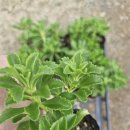 섬농원 | [내돈내산 야생화 모종 후기] 노란 꽃이 예쁜 섬기린초, 브니엘꽃농원에서 첫 주문 🌼