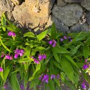 도원제주태양광 | 제주 올레길 맨벌 걷다. 12코스