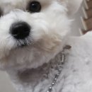 청안동물병원 이미지