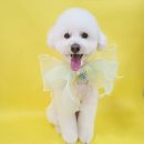 센트럴 펫살롱 이미지