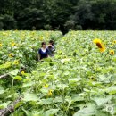 태백해바라기축제 & 함백산 야생화축제 이미지