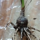 제피란서스Zephyranthes small geometric multicolor 이미지