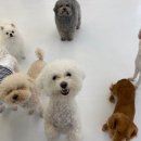 머뭄 애견유치원 이미지
