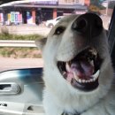 구름동물병원 이미지