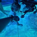이마트24 부산아쿠아리움점 | 아이와 부산 여행 필수 코스! 해운대 아쿠아리움 주말 방문 내돈내산 후기