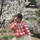 파랑새휴게소 | 2026 광양매화축제 다녀온 후기!!!!+파랑새투어 이용(개화율 100%만개!!)