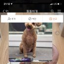 똘똘하개 이미지