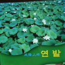 회산백련지 잔디광장 이미지