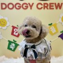 도기크루 이미지