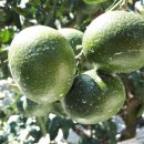 김종우 농장 이미지