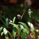 새야새야 이미지