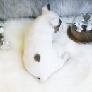 달려라 바우 이미지