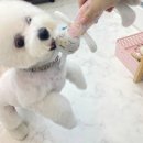 우주개스타 이미지