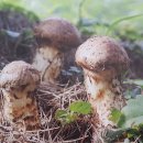 양양스테이 이미지