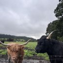 자코투어 | [하이랜드 투어/Highland Tour] 스코틀랜드 하이랜드 당일 투어 후기!