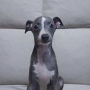 블루켄넬 이미지