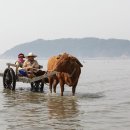 소 달구지 이미지