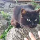 e-푸른마트 | [이탈리아 여행 14일차] 카프리의 푸른 절벽과 함께한 하루