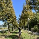 진교 메타세쿼이아길 이미지