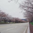 재미있는 영어전집 잉글리시타이거2018 레벨3단계도 아이가 잘봐요