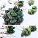 대옥농장 네이버블로그