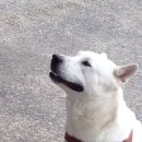 구마타이어 Daum카페