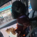 서해동물병원 이미지