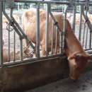 소떼목장 이미지